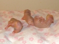 6-16-09_opossums_12_g