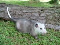 DSC00720
