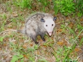 DSC08101