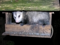DSCN2731