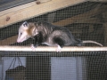 DSCN2887_(2)