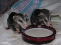DSCN3458