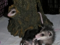 DSCN3459