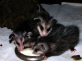 DSCN3461