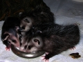 DSCN3462