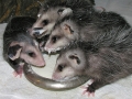 DSCN3463