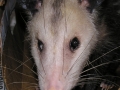 DSCN3478