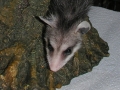 DSCN3479