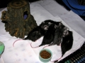 DSCN3641