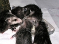 DSCN3642