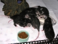 DSCN3643