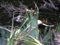 DSCN3646
