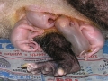 DSCN3751_1