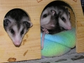 DSCN3776