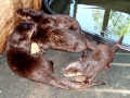 4 otters