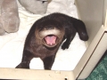 Baby Speddie