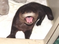Copy of Baby Speddie