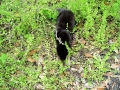 DSC00254