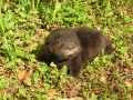 Baby Otter