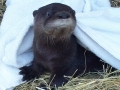 OTTER HIDE