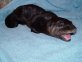 Otter 3=9=3