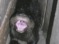 Otter 4-05-08