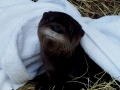 Otter picture