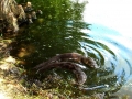 Otter release 6-3-09