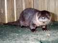 Whiskers (2)