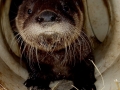 Whiskers