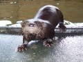 smallest girl otter