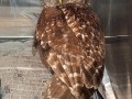 BARRED_OWL