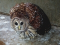 BARRED_OWL_(2)