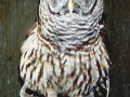 BARRED_OWL_(3)