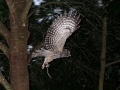 Barred_2