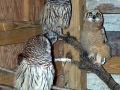 DCP_1185_2_Barred__&_a_great_horn_chicks