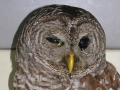 DSCN8888_1