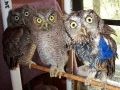 01_Owls_May_25,_2001