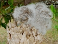 DSC08187