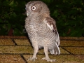 DSC08565