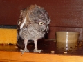 DSC08707