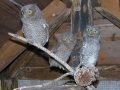 DSCN5132