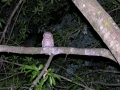 DSCN5389