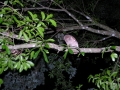 DSCN5401