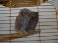 SCHREECH_OWLS