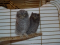 SCHREECH_OWLS_(2)