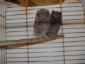 SCHREECH_OWLS_(3)
