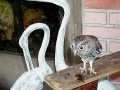 Screech_1