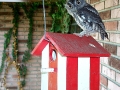 Screech_2DCP_1863