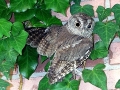 Screech_4DCP_1839